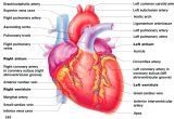 Drawing Of Heart Arteries Labeled Cardiac Muscle Human Anatomy Drawing Pinterest Heart