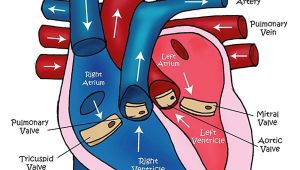 Drawing Of Heart Circulation Learn About the Heart Video and Diagram Life Science Medizin