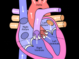 Drawing Of Heart Disease 10 Facts About the Human Heart Anatomy Physiology Anatomy