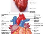 Drawing Of Heart Vessels 323 Best Heart Anatomy Images Heart Anatomy Human Heart Diagram
