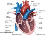 Drawing Of Heart Vessels Easy to Draw Heart Diagram Prslide Com