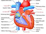 Drawing Of Heart Vessels Heart Anatomy Click for the Free Study Guide On the Circulatory