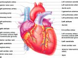 Drawing Of Heart Vessels Labeled Cardiac Muscle Human Anatomy Drawing Pinterest Heart