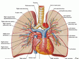 Drawing Of Heart Vessels Lung Anatomy Diagram Thorax Lungs Heart Anatomy and