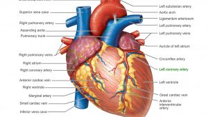 Drawing Of Heart Vessels Pictures Of Human Heart Anatomy Anatomy Of the Human Heart 4k Ultra