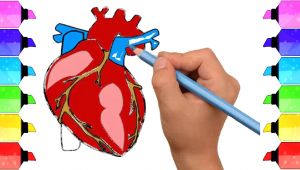 Drawing Of Human Heart Color How to Draw Human Heart Anatomy Color Drawing for Kids How to Draw