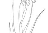 Drawing Of Iris Flower 229 Nejlepa A Ch Obrazka Z Nasta Nky Flowers Drawing Of Iris Iris