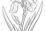 Drawing Of Iris Flower 245 Best Iris Images In 2019 Painted Flowers Iris Painting Silk