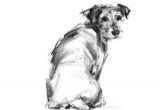Drawing Of Jack Russell Dog Terrier Drawing Print Jack Russell Terrier Dog Sketch Dog Etsy