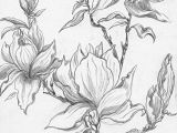 Drawing Of Magnolia Flower From A Selection Of Henny S Magnolia Drawings and Sketches