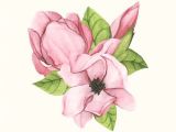 Drawing Of Magnolia Flower Hand Drawn Saucer Magnolia Flower isolated Free Image by Rawpixel
