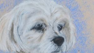 Drawing Of Maltese Dog Maltese Dog Art by Cori solomon Painting by Artist Art Helping