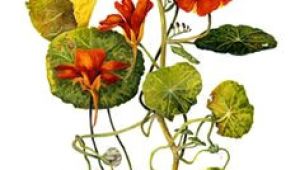 Drawing Of Nasturtium Flowers 539 Best Nasturtium Images In 2019 Flower Art Dibujo Drawings