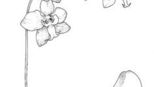Drawing Of orchid Flower 22 Best orchid Drawing Images Paint Cherry Tree Sketches