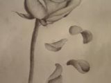 Drawing Of Rose Leaf 45 Best Rose Petals Tattoo Images Pink Petals Rose Flowers Rose