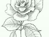 Drawing Of Rose Leaf 47 Best Roses Images Pencil Drawings Art Drawings Drawing S