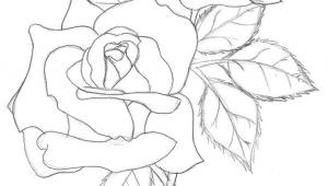 Drawing Of Rose Petals Pin by Teresa Zaja Cka On Sketchnoting Wybrane Drawings Coloring