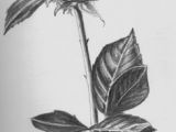 Drawing Of Rose Student 61 Best Pencil Drawings Of Flowers Images Pencil Drawings Pencil