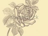 Drawing Of Rose Student 86 Best Drawing Flowers Images Pencil Drawings Drawing Flowers