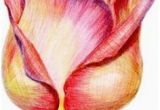 Drawing Of Rose with Colour 243 Best Color Pencil Crayon Oil Pastel Art Images Colouring
