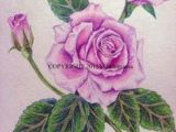 Drawing Of Rose with Colour 51 Best Flowers Images Watercolor Painting Flower Designs Pencil