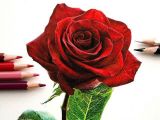 Drawing Of Rose with Colour so Realistic Rose Drawing Misc Drawings Art Art Drawings