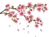 Drawing Of Sakura Flower Download Sakura Blossom Japanese Cherry Tree Stock Vector Image