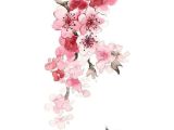 Drawing Of Sakura Flower Painting Drawing A Liked On Polyvore Featuring Home Home Decor