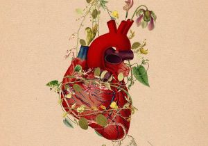 Drawing Of Strawberry Heart Heart Muscle Entwined Botanics Art Pinterest Heart Anatomical