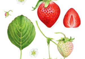 Drawing Of Strawberry Heart Strawberry Anatomy Botanical Illustration by Kendyllhillegas