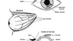 Drawing Of the Eyes and Label 16 Best Model Eye Ball Images Human Eye Eye Anatomy Eyes