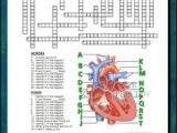 Drawing Of the Heart Crossword 23 Best My Anatomy Images Science Classroom Life Science School