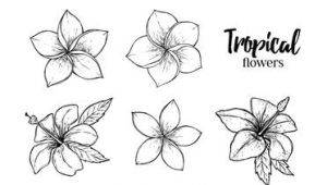 Drawing Of Tropical Flowers Image Result for Tropical Flowers Drawing Art Drawings Flower