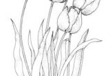 Drawing Of Tulip Flowers 359 Best Tulip Art Images Flower Art Art Flowers Artificial Flowers