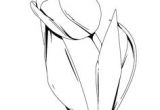 Drawing Of Tulip Flowers How to Draw A Tulip Step by Step Drawing Tutorials Draw Flowers