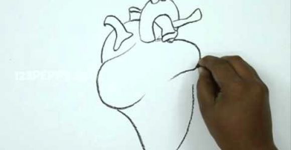 Drawing Of Two Hands Making A Heart How to Draw A Human Heart Youtube