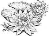Drawing Of Water Lily Flower Coloring Pages Pond Koi Water Lilies Google Search Pergamano