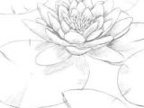 Drawing Of Water Lily Flower Image Result for Water Lily Drawing Step by Step Drawings