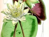 Drawing Of Water Lily Flower N204 W1150 Biology Zoology Pinterest Magazines Botanical