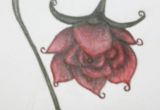 Drawing Of Wilted Flower Abstract Rose A Wilted Rose Rose Drawings Wilted Rose