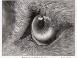 Drawing Of Wolf Eyes Related Image Art Projects Pinterest Drawings
