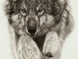 Drawing Of Wolf Facing forward Die 2282 Besten Bilder Von Wolfe Phantasie Drawings Wolf