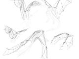 Drawing Of Wolf Facing forward How to Draw and Animate Wings Birds Bats and More Autodesk