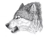 Drawing Of Wolf Head An Angry Wolf Scar From My Books Art by Kawzar Of Deviant Art