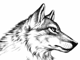 Drawing Of Wolf Head there S someone In the Wolf Animal Ideas Wolf Drawings Wolf