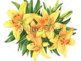 Drawing Of Yellow Flowers Yellow Lilies Bouquet Flower Botanical Watercolor Illustration