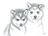 Drawing Puppy Dogs Image Result for Husky Puppy Drawing Husky Pup Pinterest Husky