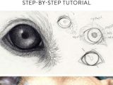 Drawing Realistic Dog Eyes Drawing Pencil Portraits Drawing A Realistic Dog Starts with the