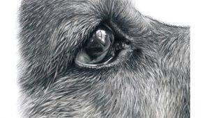 Drawing Realistic Dog Eyes How to Draw German Shepherd Eyes Youtube Art In 2019 Drawings