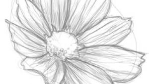 Drawing Realistic Flowers Tutorial 100 Best How to Draw Tutorials Flowers Images Drawing Techniques